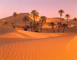 Desert honda west sahara #1