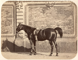 Équitation au xixe siècle