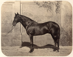 Équitation au XIXe siècle