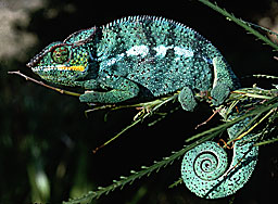 Madagascar Caméléon