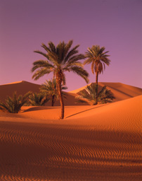 Sahara