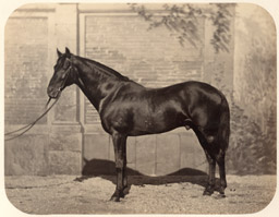 Hippisme - Cheval c1860 devant un décor peint