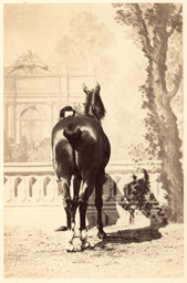 Hippisme - Cheval c1860, présentation devant un décor peint - arrière-main