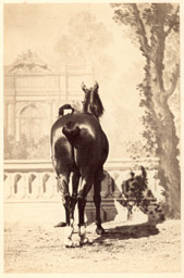 Équitation au XIXe siècle