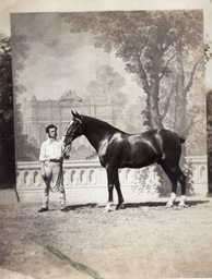 Photographie hippique - Présentation d'un cheval c1860 devant un décor peint