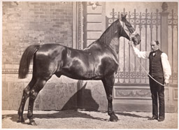 Hippisme - Présentation d'un cheval c1860