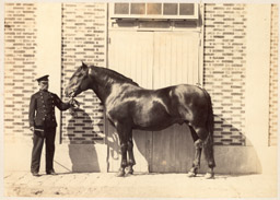 Équitation au xixe siècle