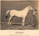 Adrien Tournachon - presentation de Blanco etalon arabe c1860