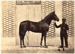 Photographie hippique par Henry Tournier - Présentation d'un cheval c1860
