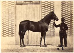 Équitation XIXe siècle