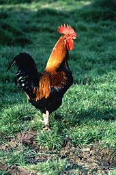 Coq