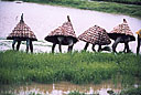 Inde - Repique du riz - Maharashtra