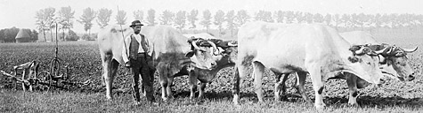 Labours avec 2 paires de boeufs