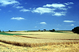 Champs de bl&eacute;
