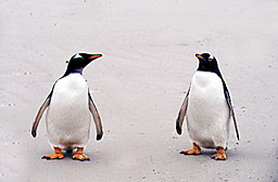 Manchots
